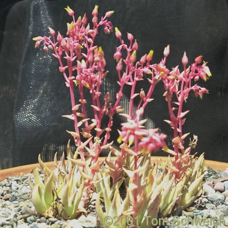 Crassulaceae Dudleya saxosa aloides