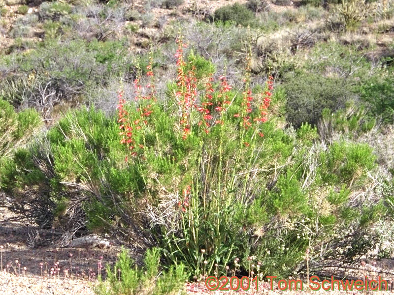 Plantaginaceae Penstemon eatonii