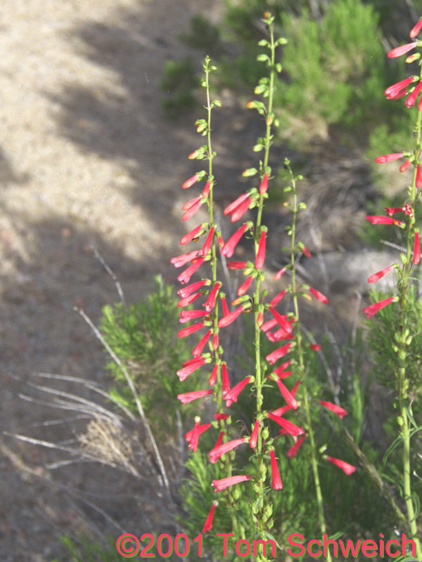 Plantaginaceae Penstemon eatonii