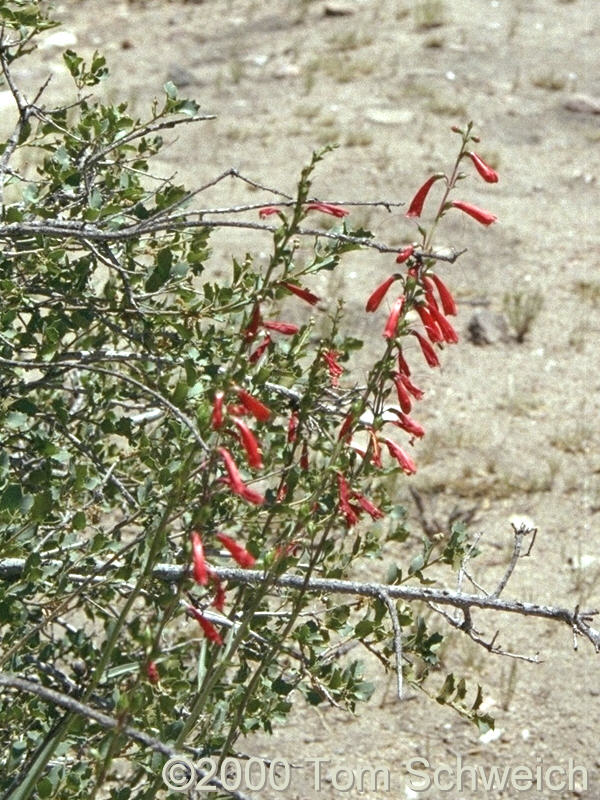 Plantaginaceae Penstemon eatonii