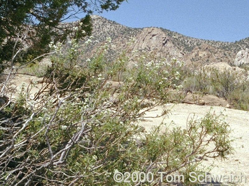 Yerba santa in Caruthers Canyon.