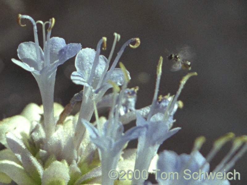 Mohave Sage (<I>Salvia mohavensis</I>) near Lobo Point