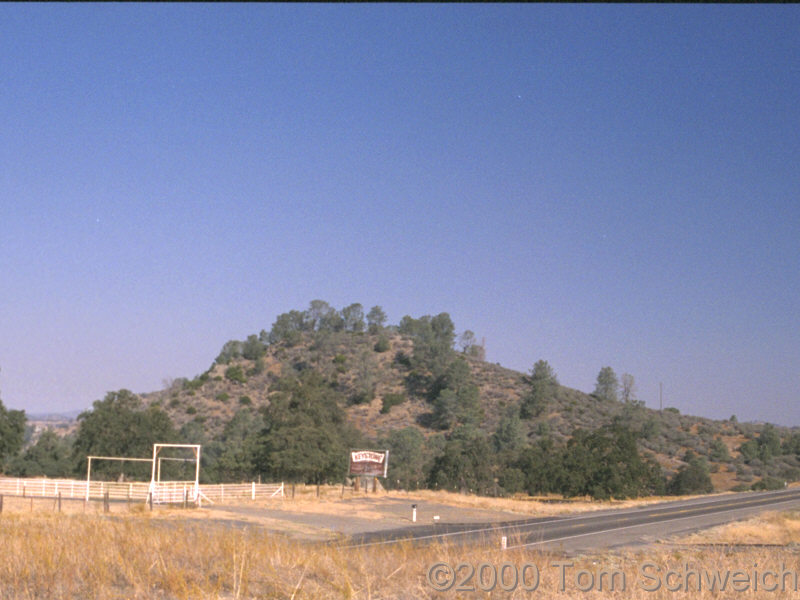 Digger Pine (<I>Pinus sabiniana</I>) along Highway 120.