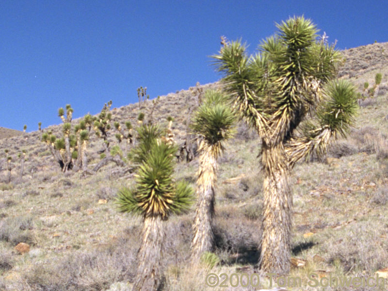 Joshua trees in Joshua Flats, Inyo County, California.