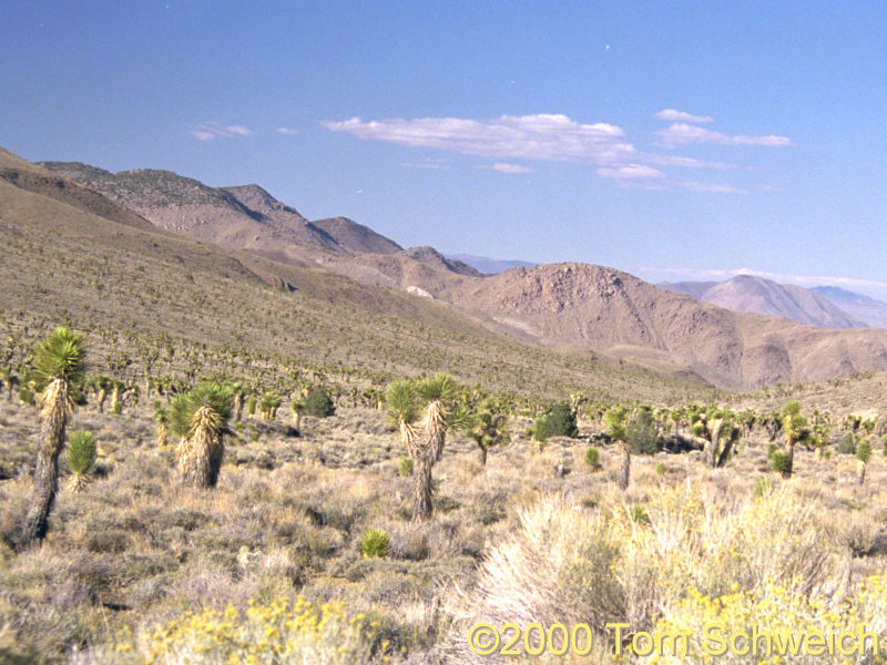 Joshua trees in Joshua Flats, Inyo County, California