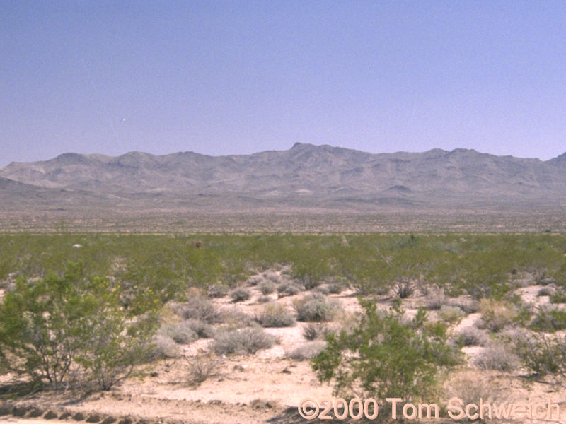 View of the vegetation at Homer.