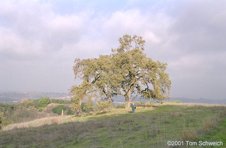 Oak tree in the hills at Almaden.