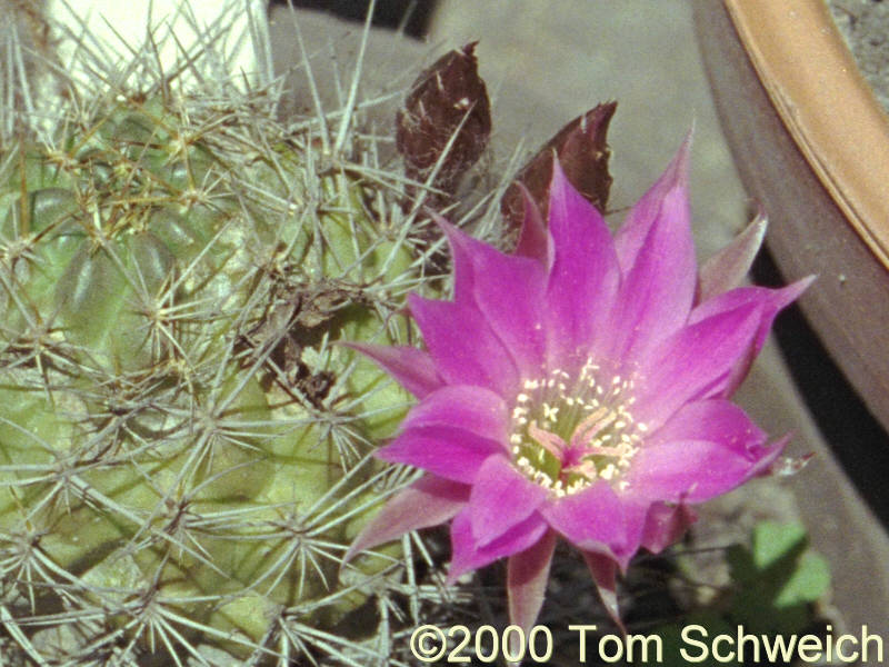 <I>Lobivia wrightiana</I> in my garden.