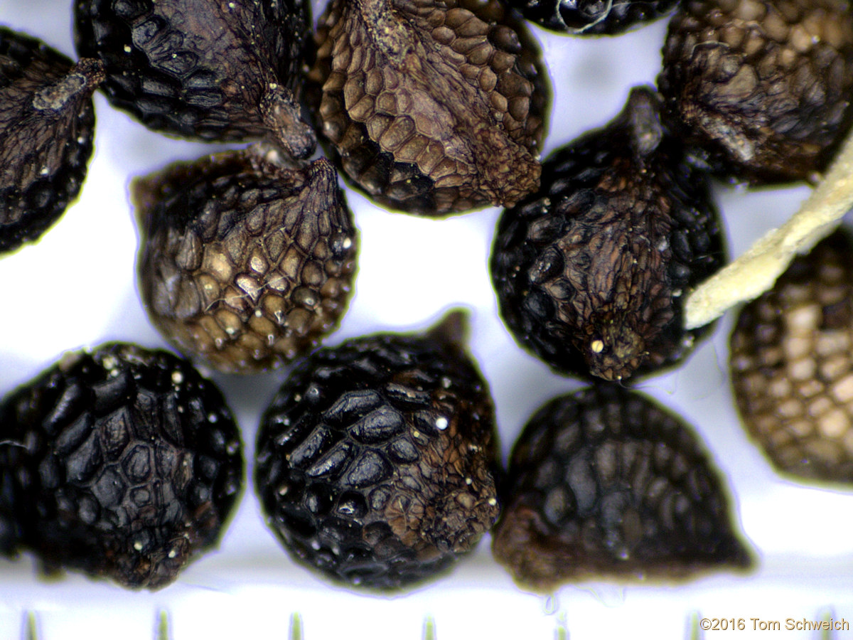 Papaveraceae Argemone polyanthemos