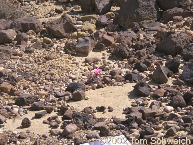 Mojave Fish-Hook Cactus (<I>Sclerocactus polyancistrus</I>)