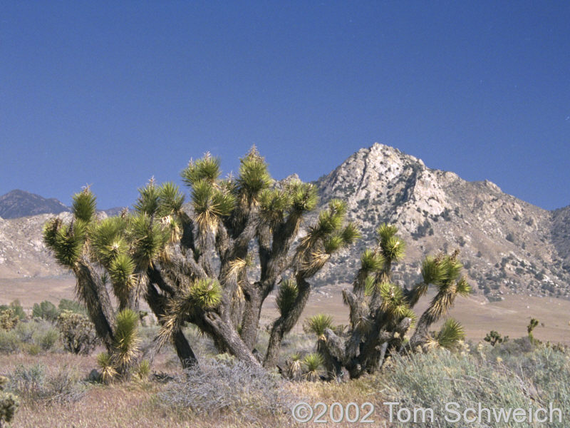 Joshua trees along CA Highway 178 near Onyx