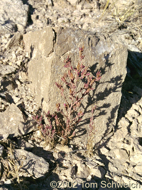Orobanchaceae Cordylanthus parviflorus