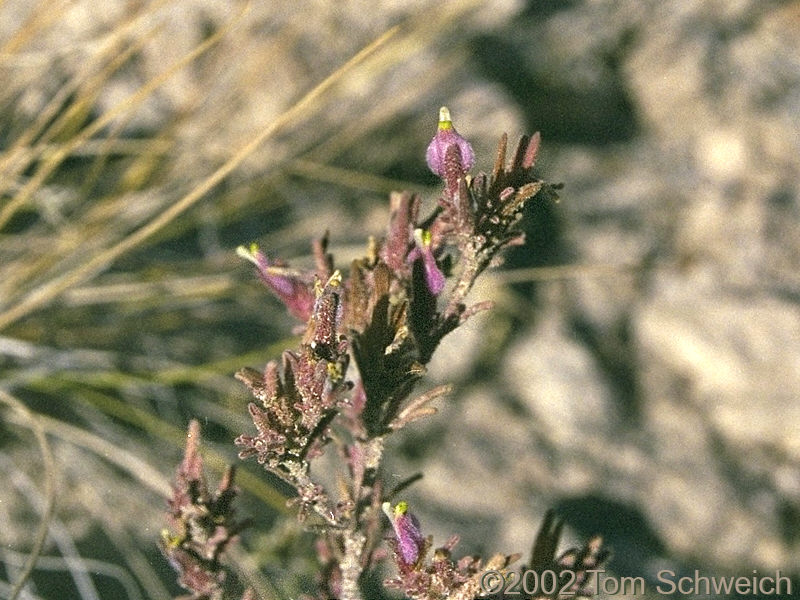 Orobanchaceae Cordylanthus parviflorus