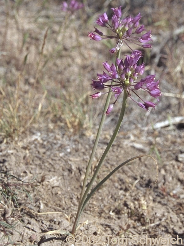 <I>Allium</I> collected among sagebrush.