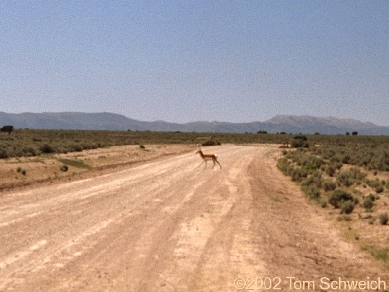 Antelope, White Pine County, Nevada