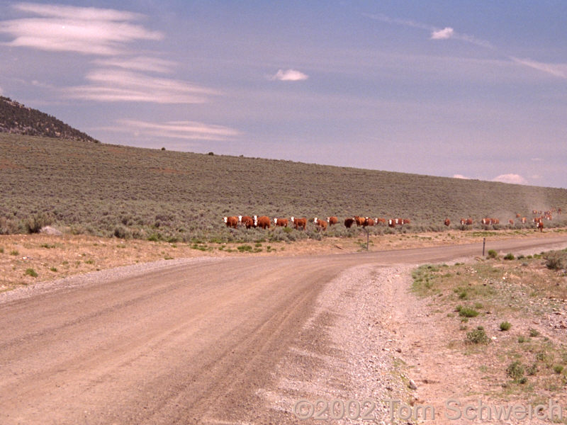 Cows along Nevada County Route 788.