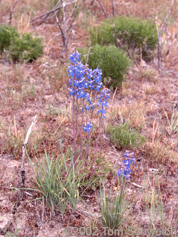 Larkspur (<I>Delphinium</I>) near Twin Bridges.