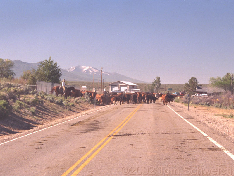 Traffic jam in Jiggs, Nevada.