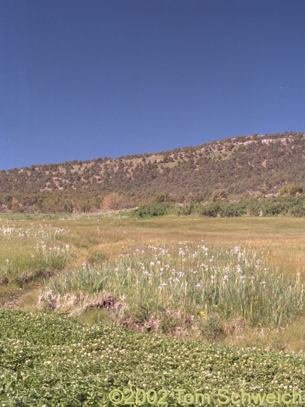 Spring on Huntington Creek with Western Blue Flag (<I>Iris missouriensis</I>).