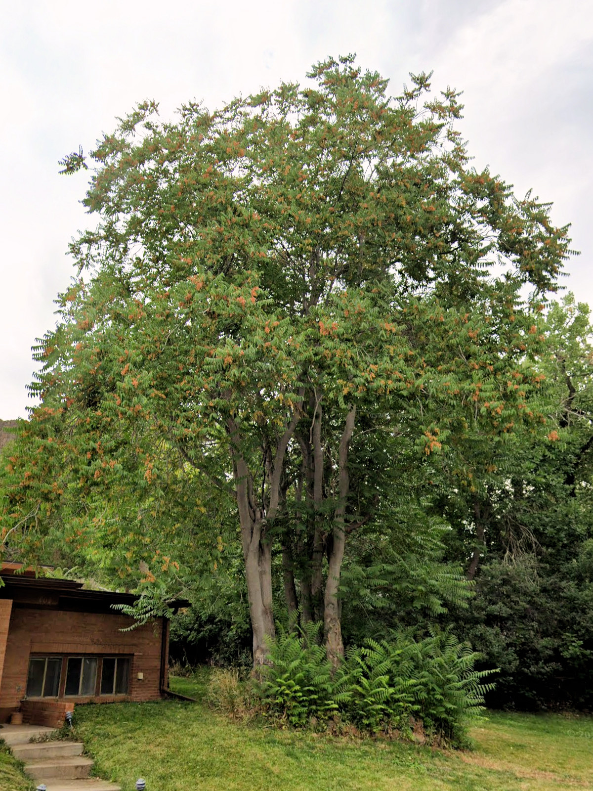 Simaroubaceae, Ailanthus altissima
