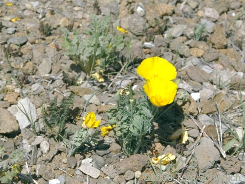 Undetermined Poppy near Lobo Point