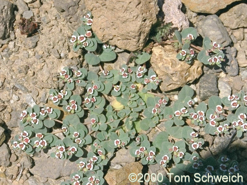 Coll. No. 220, <I>Chamaesyce albomarginata</I> on the north slope of Wild Horse Mesa.