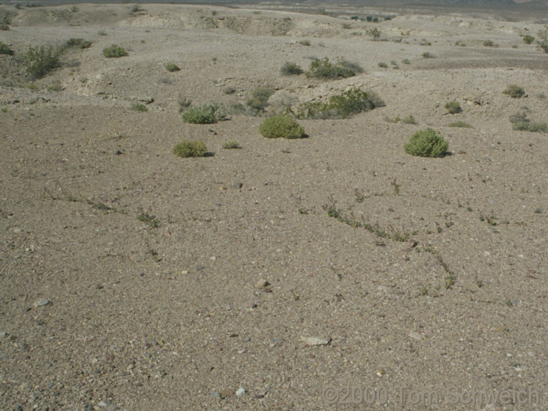 Boraginaceae Phacelia calthifolia