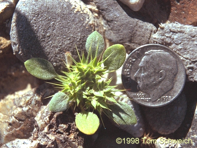 Chorizanthe rigida, Cima Volcanic Field, Mojave National Preserve, California