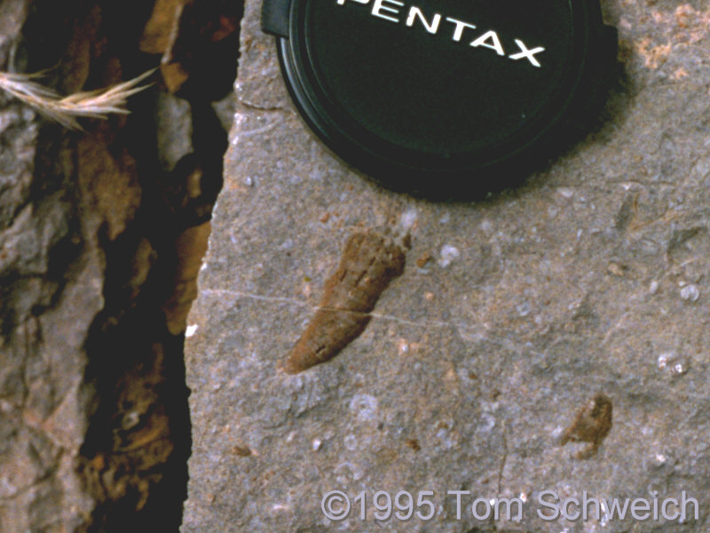 Solitary horn coral found in Bonanza King Canyon.