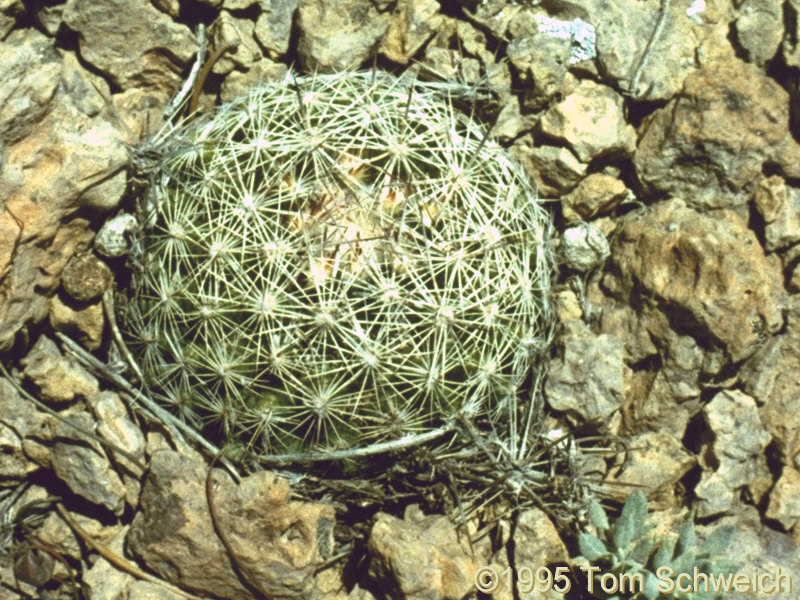 <I>Escobaria vivipara</I>