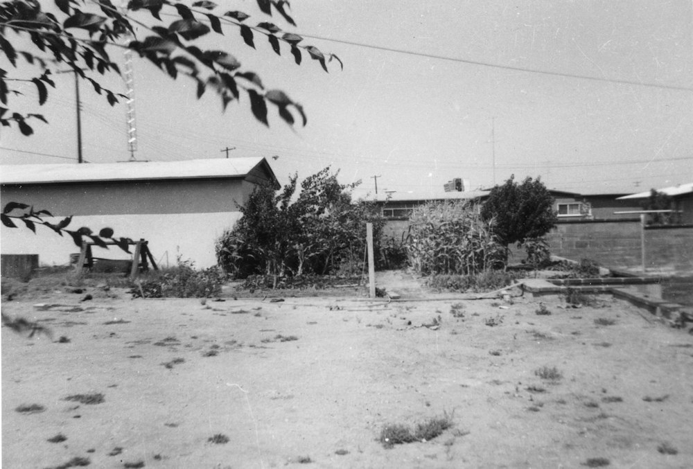 Backyard, early Summer 1954.