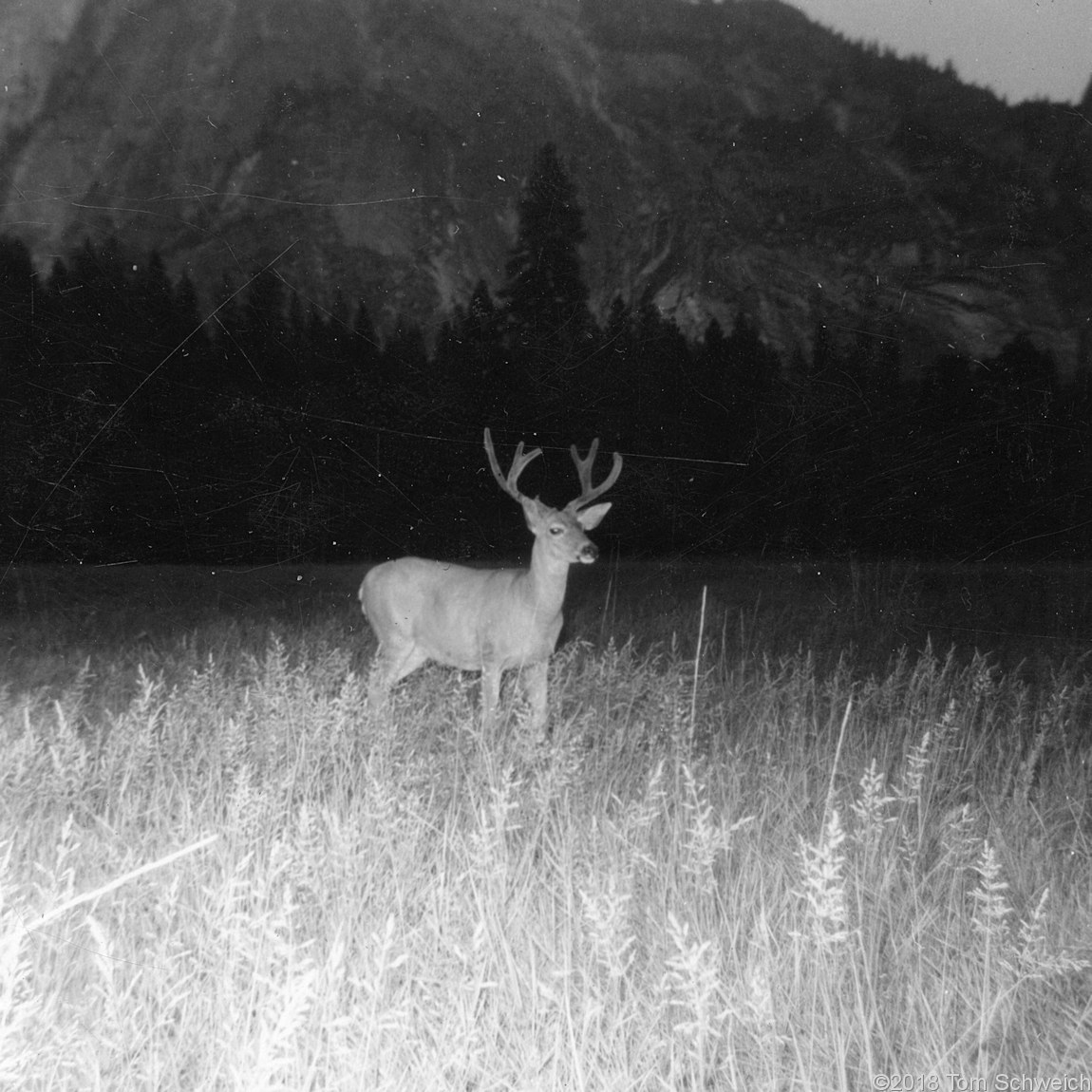 California, Mariposa County, Yosemite National Park