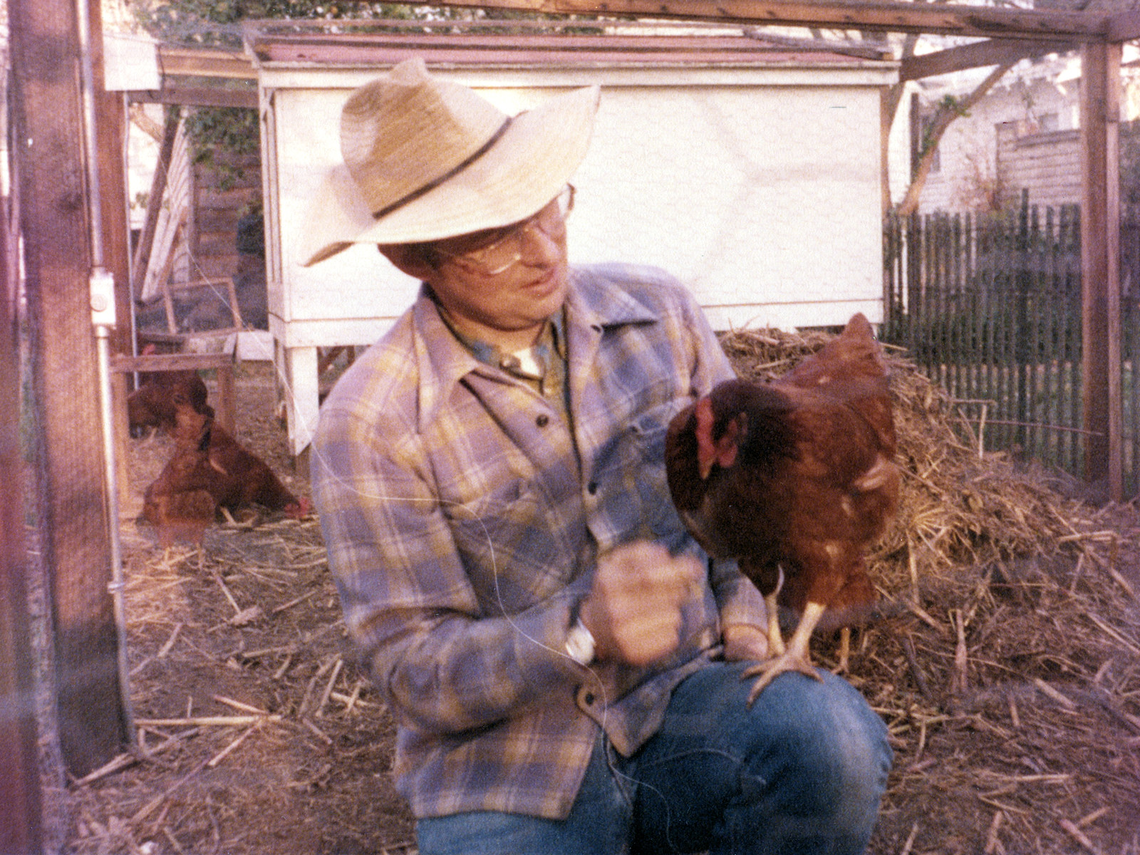 California, Alameda County, Oakland, Chickens