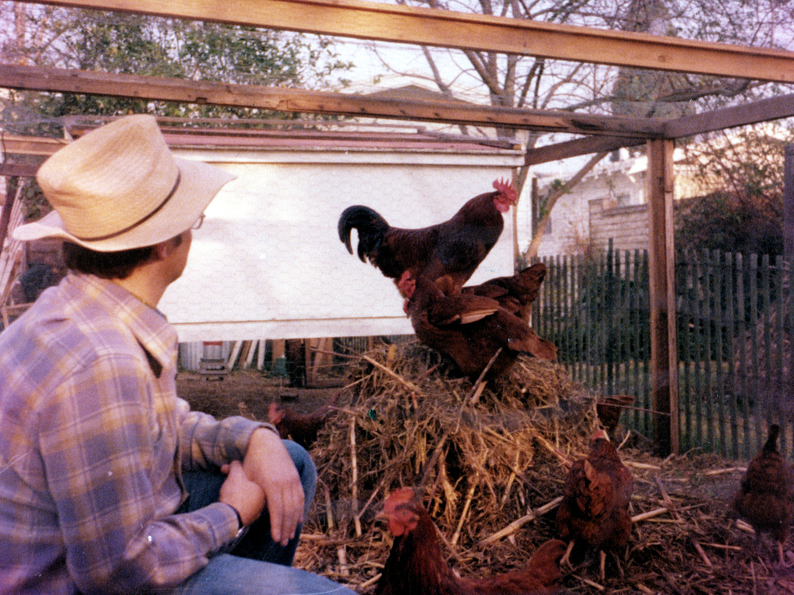 California, Alameda County, Oakland, Chickens