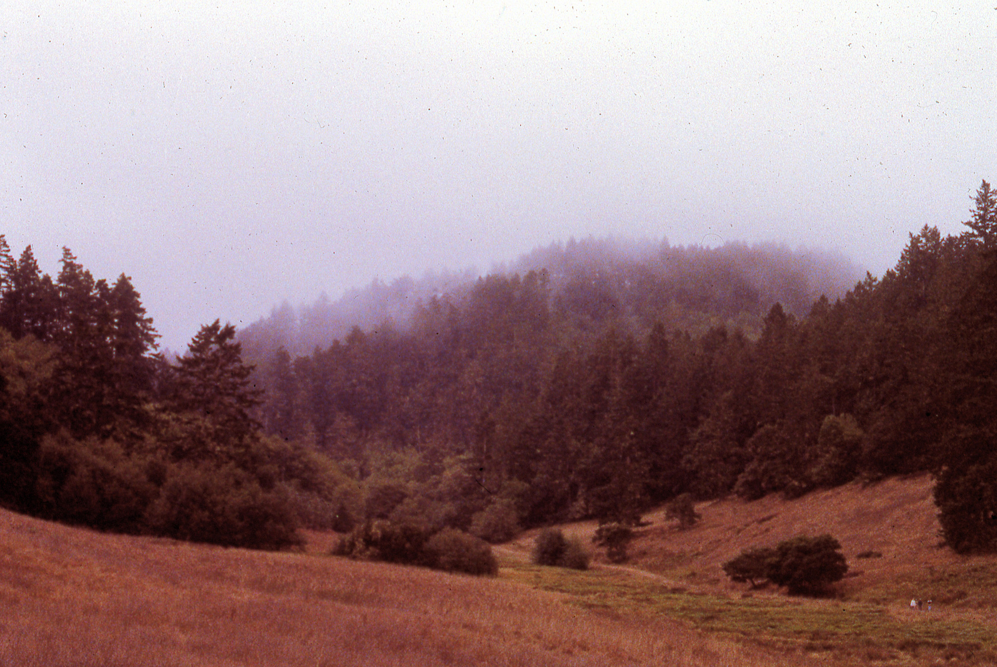 California, Marin County, Point Reyes National Seashore, Divide Meadow