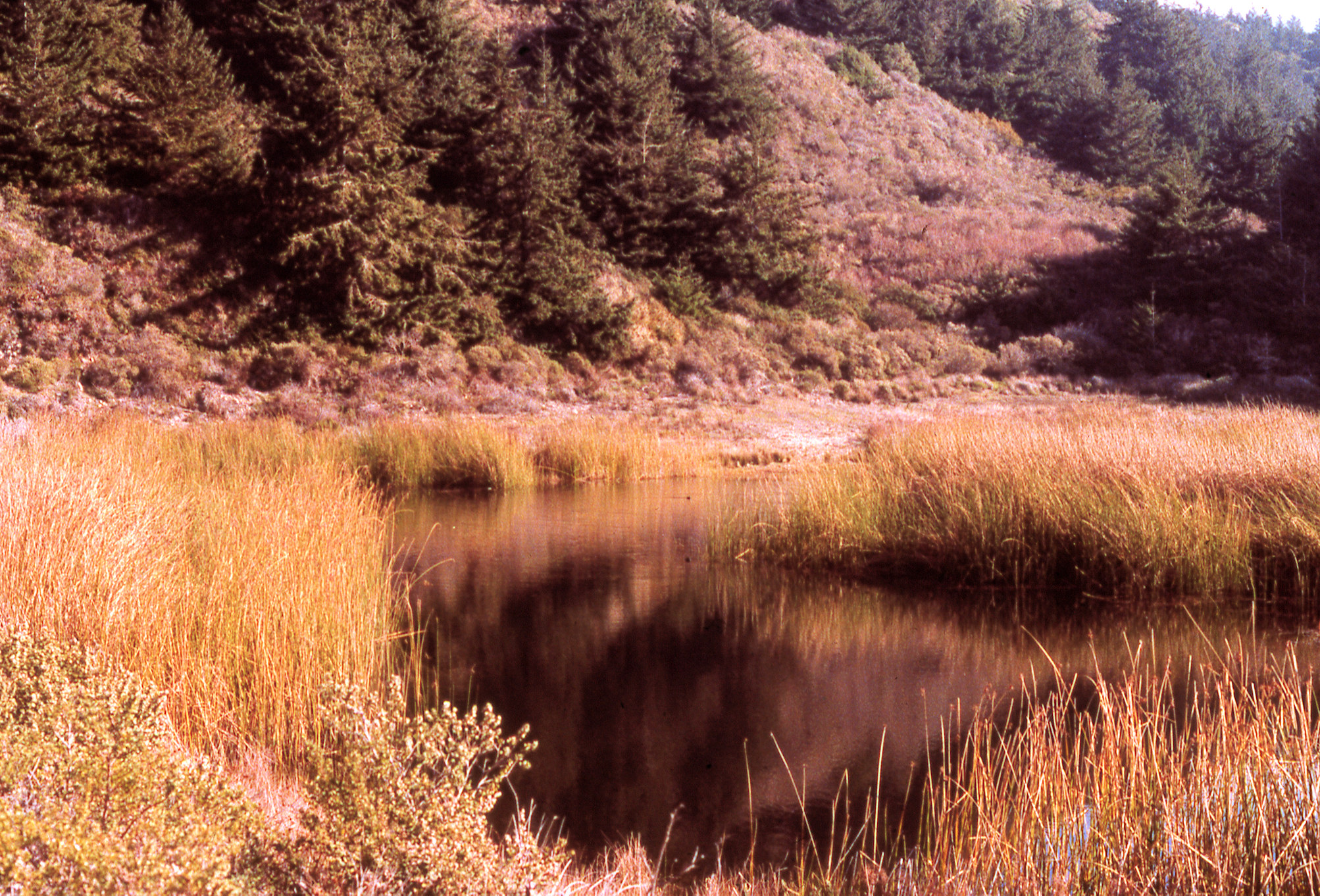 California, Marin County, Point Reyes National Seashore, Crystal Lake