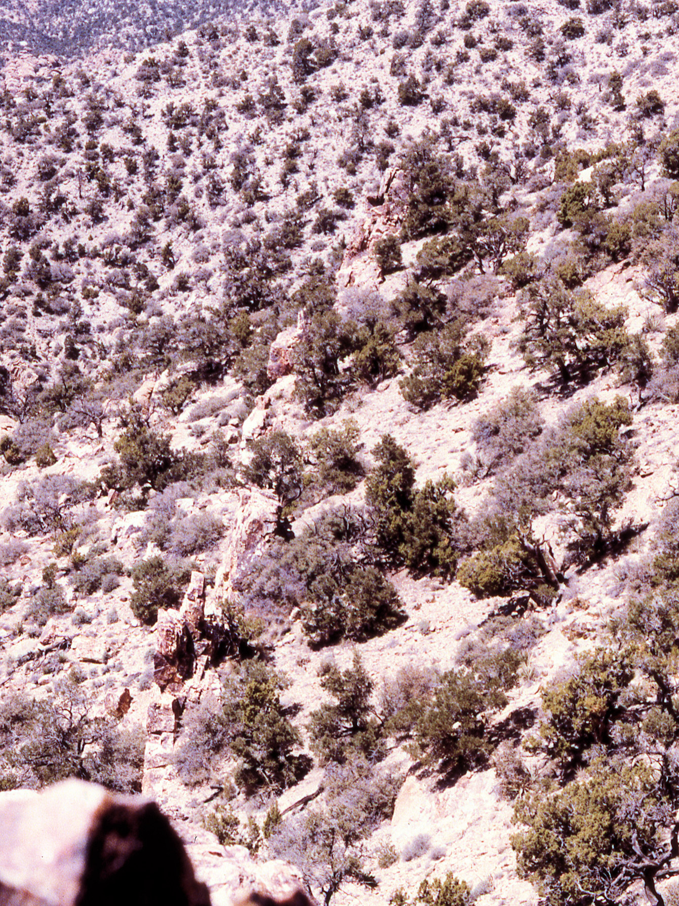 California, San Bernardino County, Giant Ledge Mine