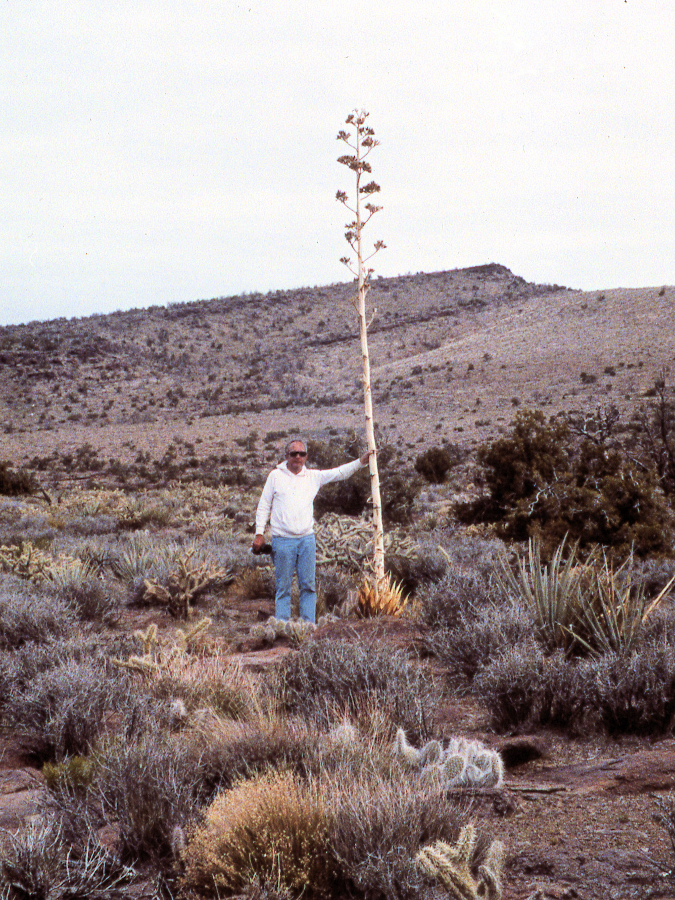 Agavaceae Agave desertii