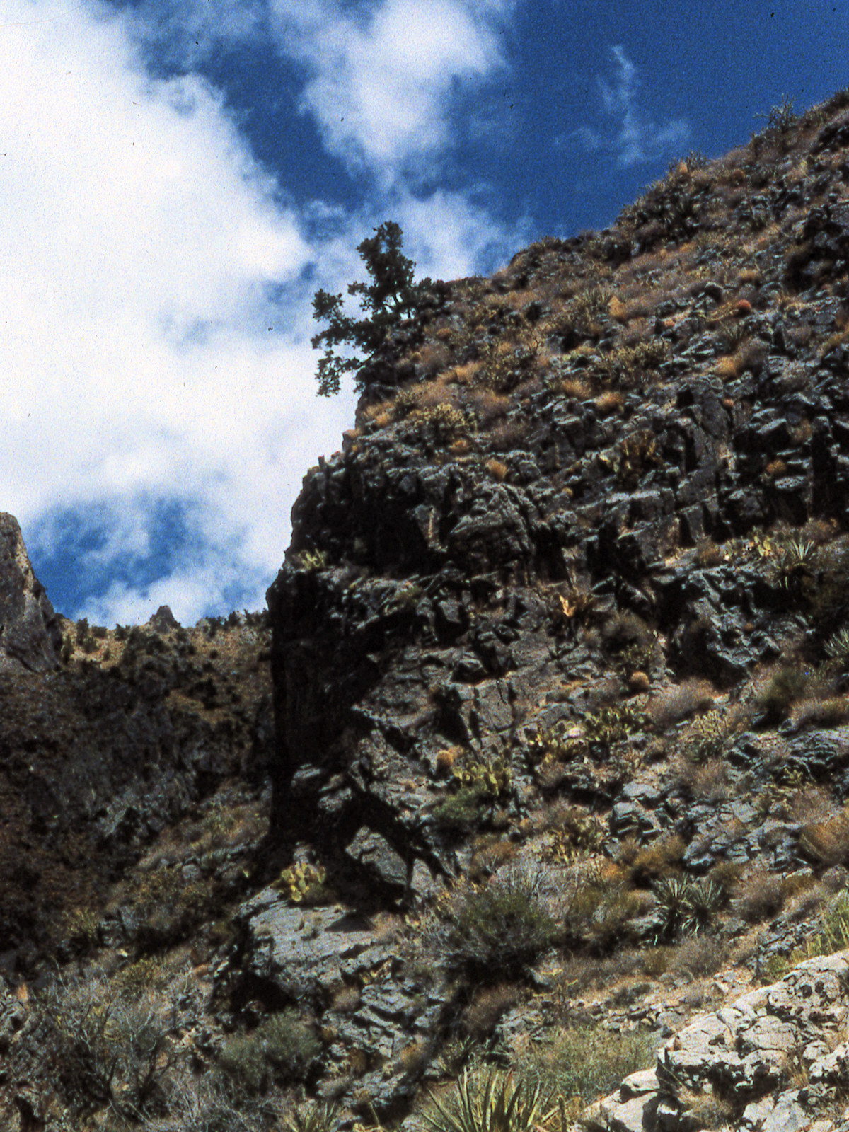 California, San Bernardino County, Bonanza King Canyon