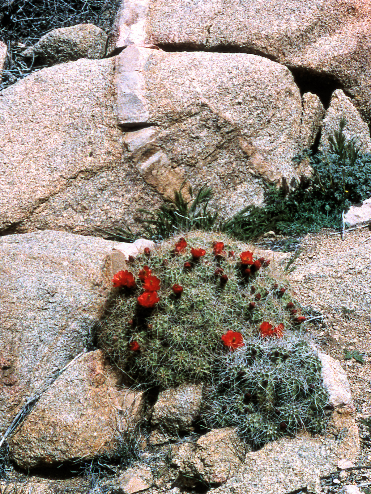 Cactaceae Echinocereus triglochidiatus