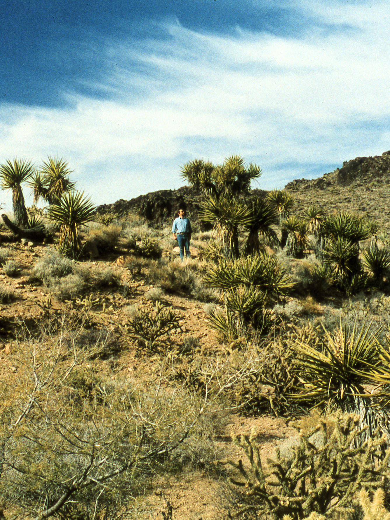 California, San Bernardino County, Wild Horse Canyon