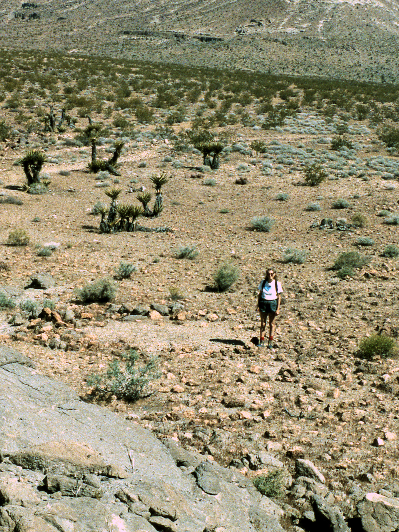 California, San Bernardino County, Wild Horse Mesa