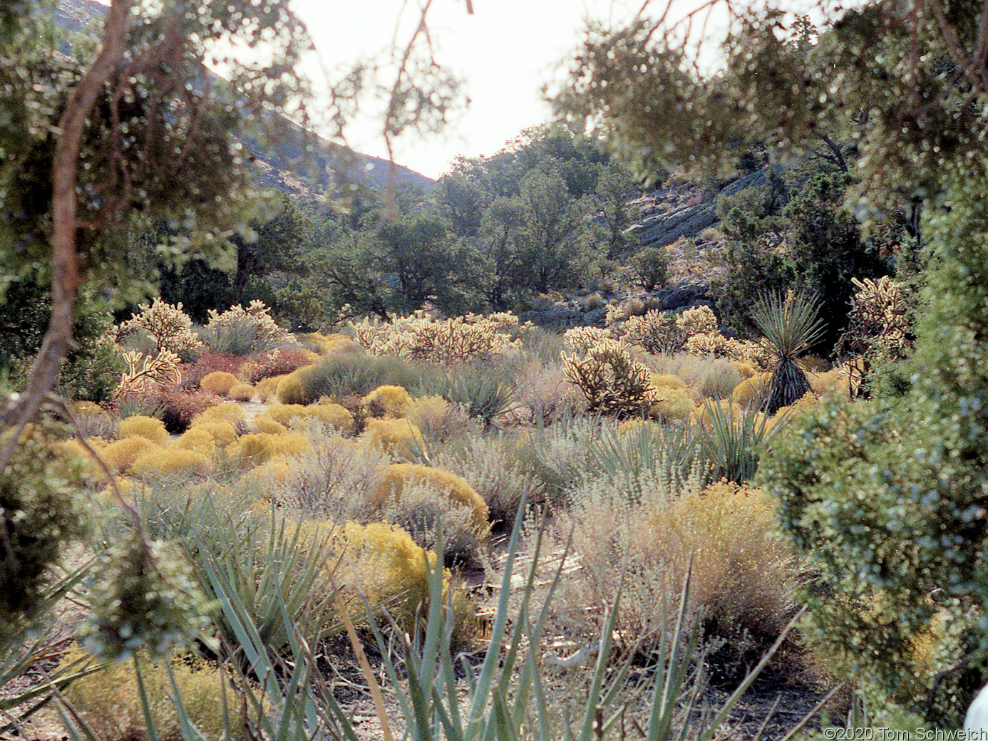 California, San Bernardino County, Lobo Point