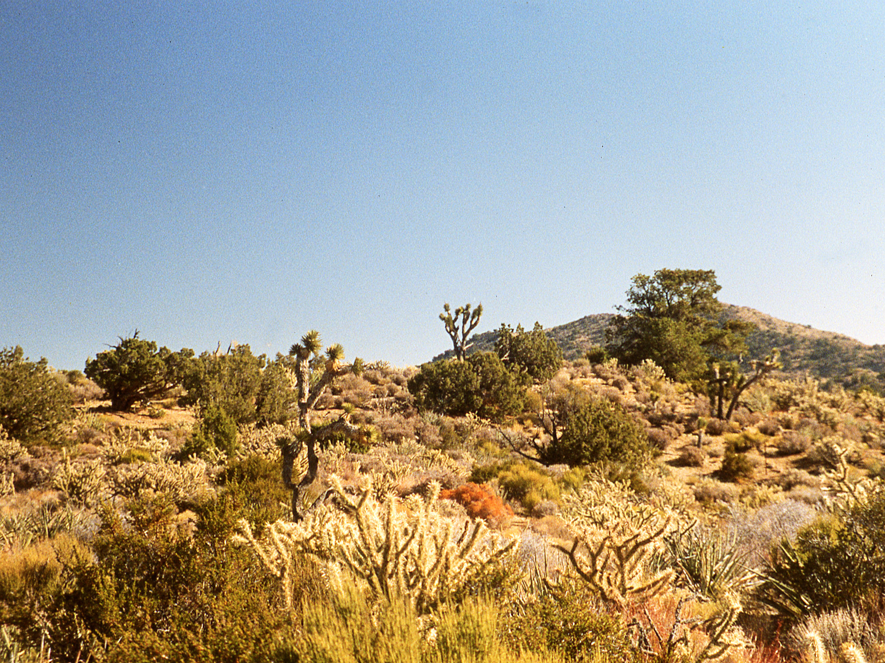 Agavaceae Yucca brevifolia