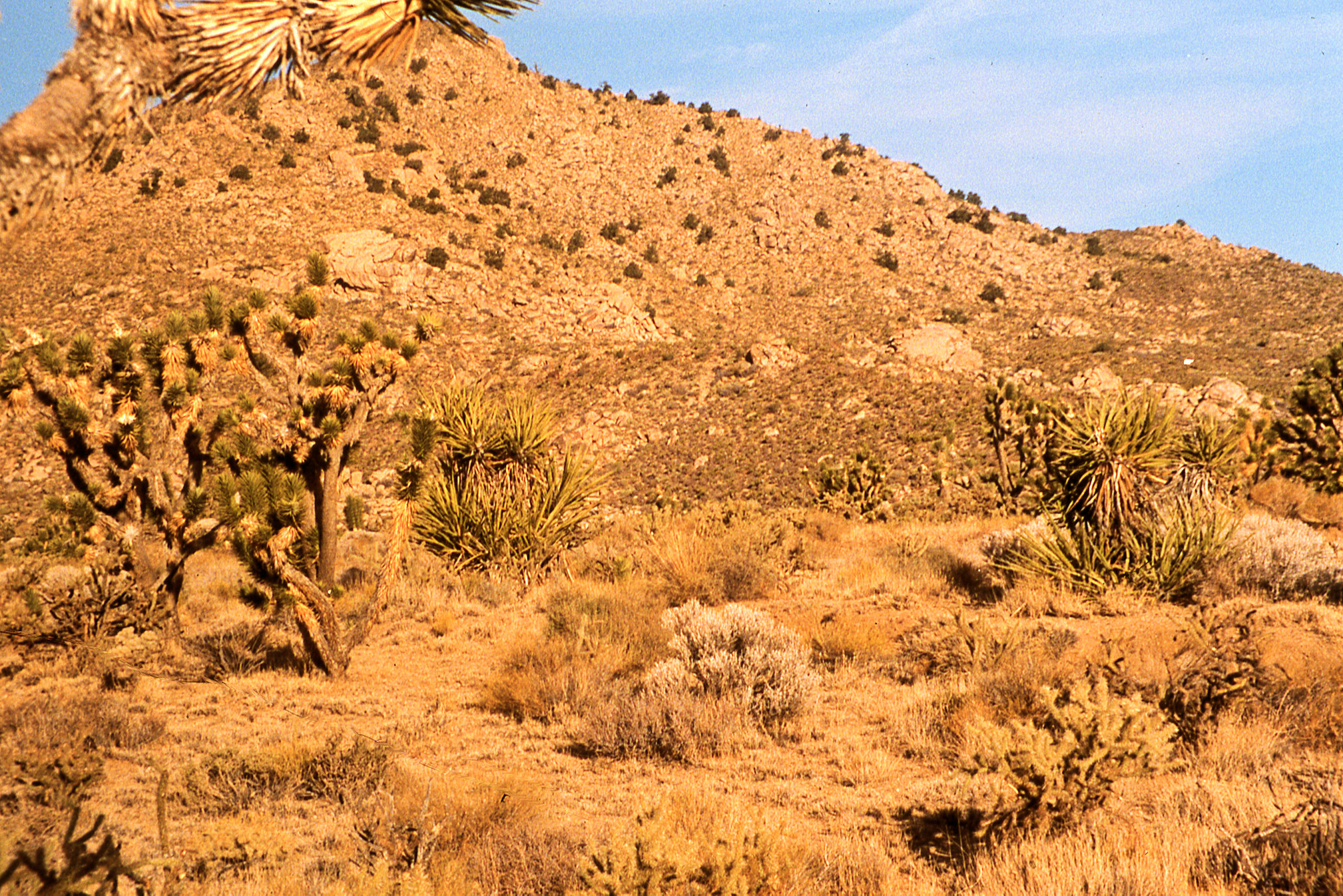 California, San Bernardino County, Cedar Canyon