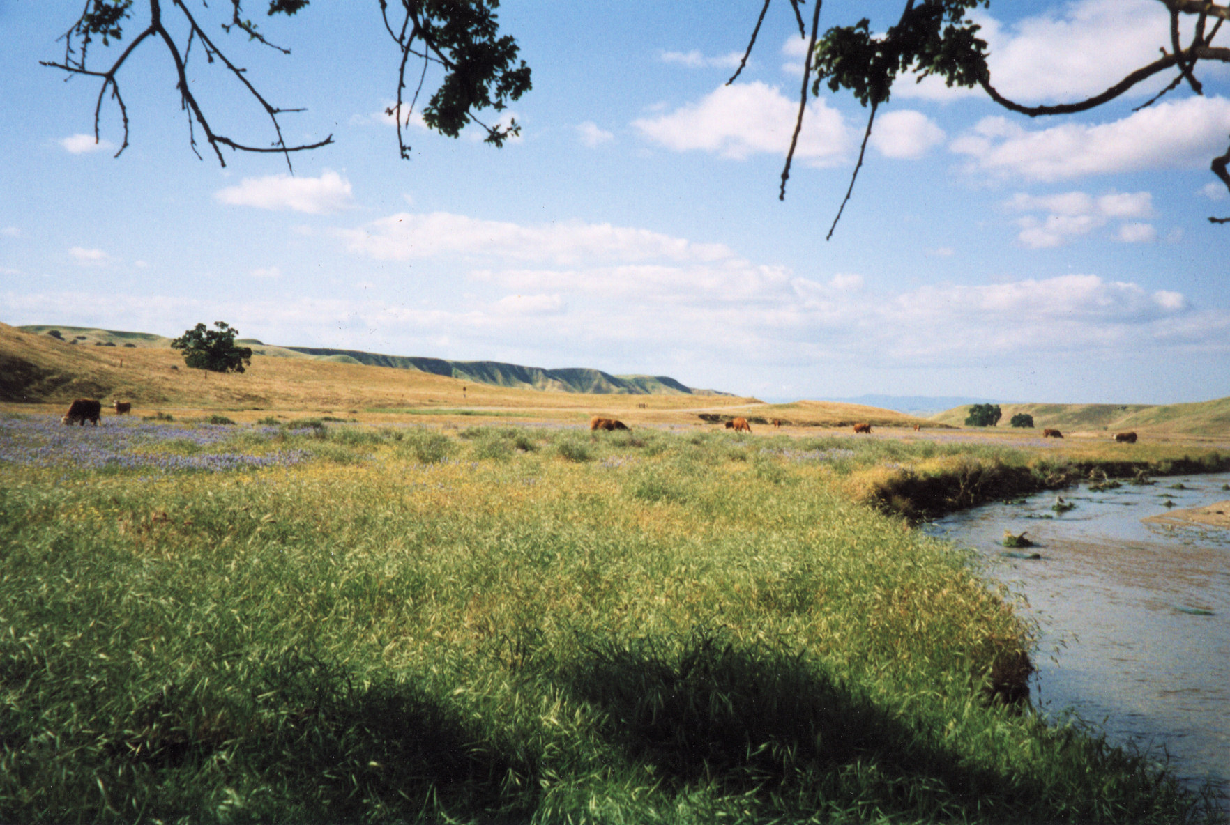 Shell Creek, May 10, 1998.