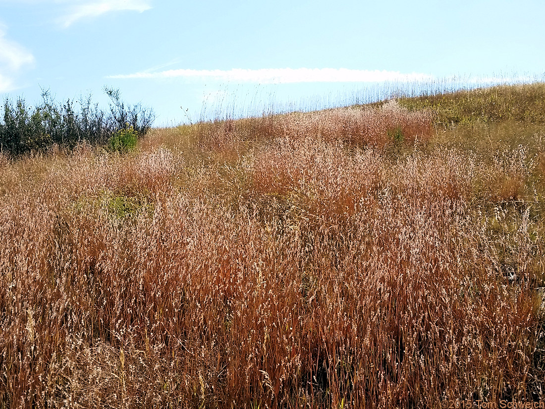 Poaceae Schizachyrium scoparium