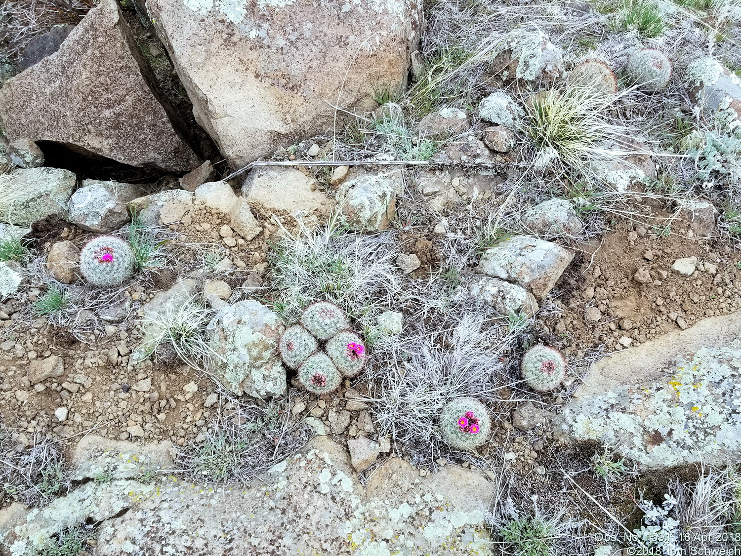 Cactaceae Pediocactus simpsonii