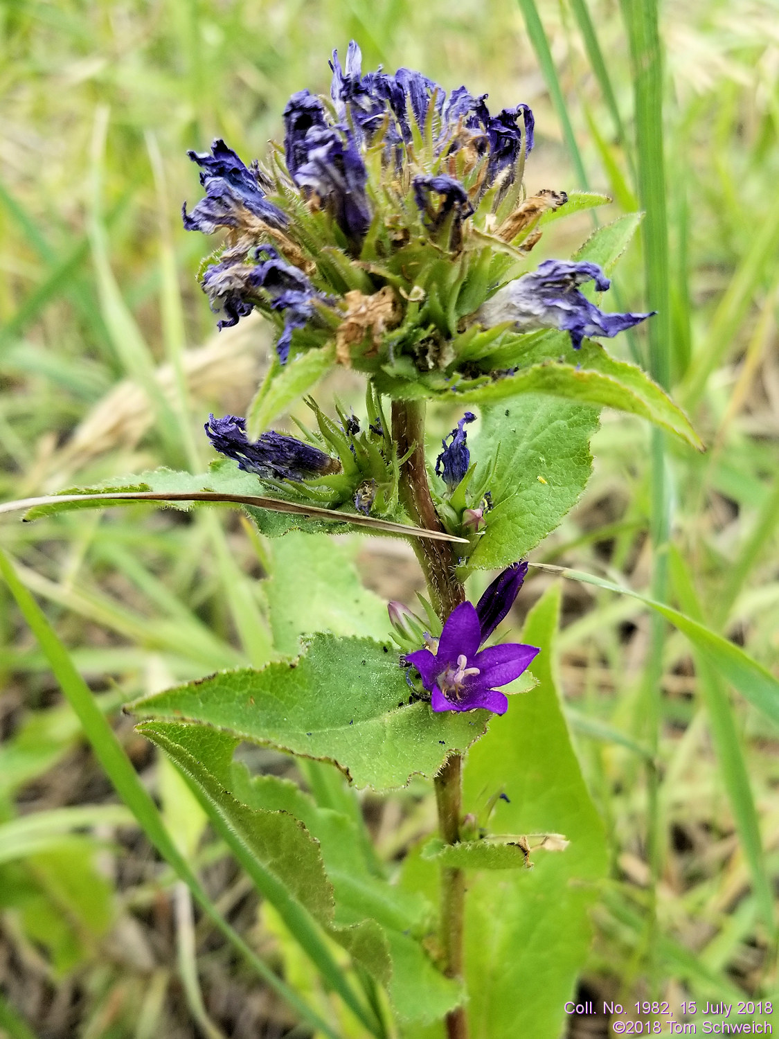 Campanulaceae Campanula glomerata