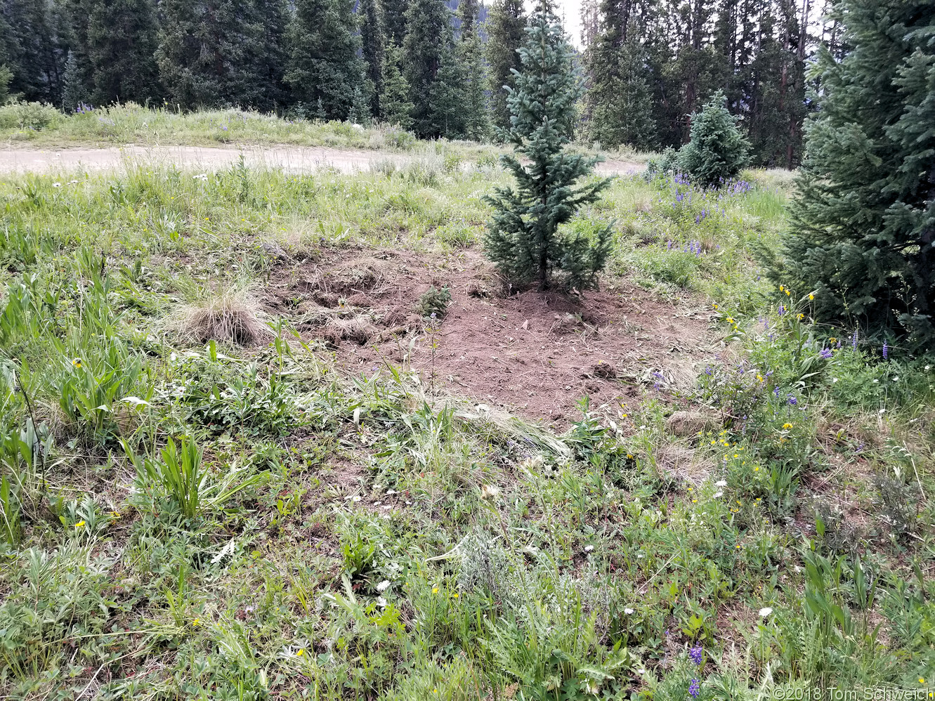 Colorado, Lake County, Chalk Creek